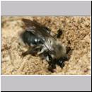 Andrena vaga - Weiden-Sandbiene -10- 02.jpg